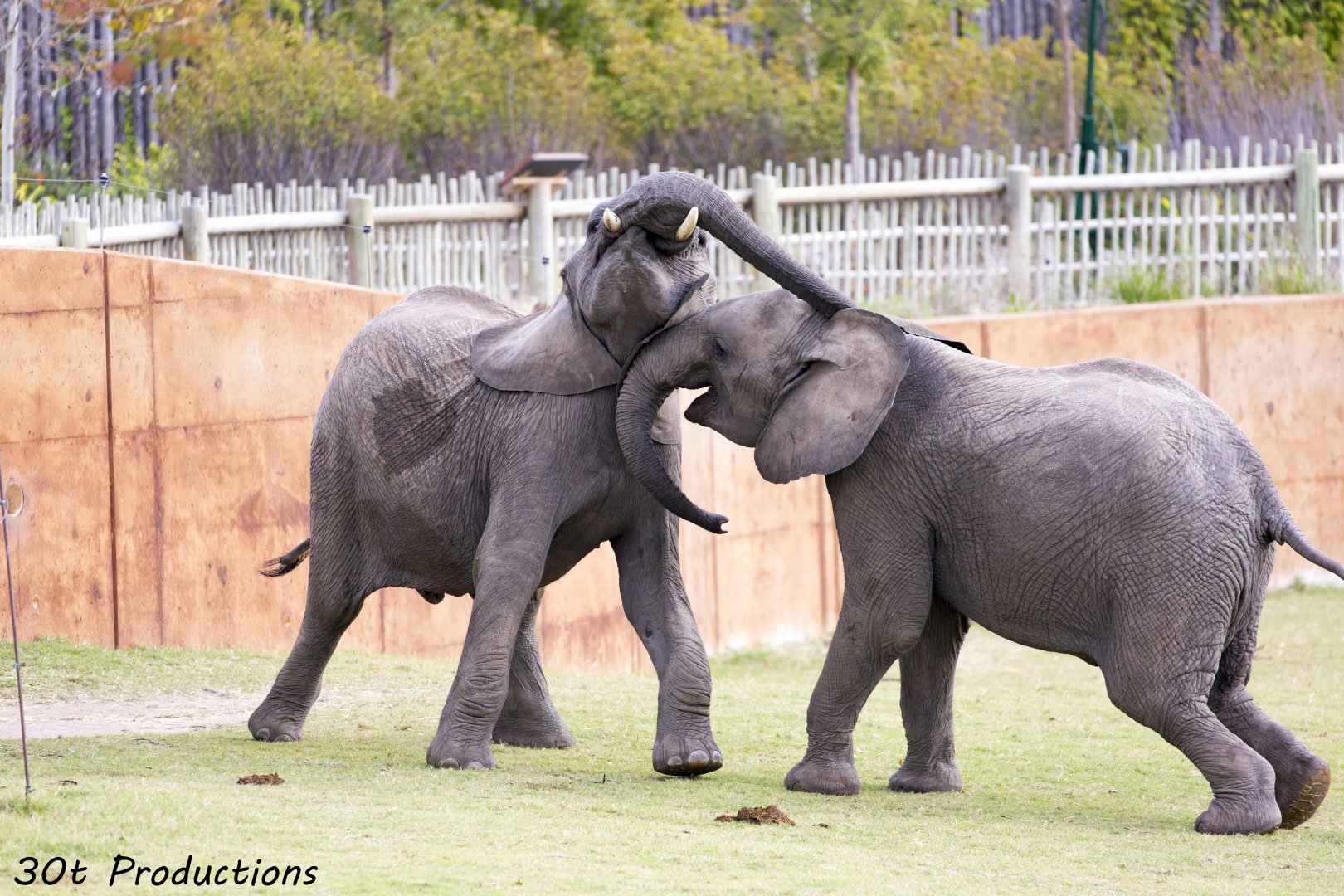 African Elephants Play