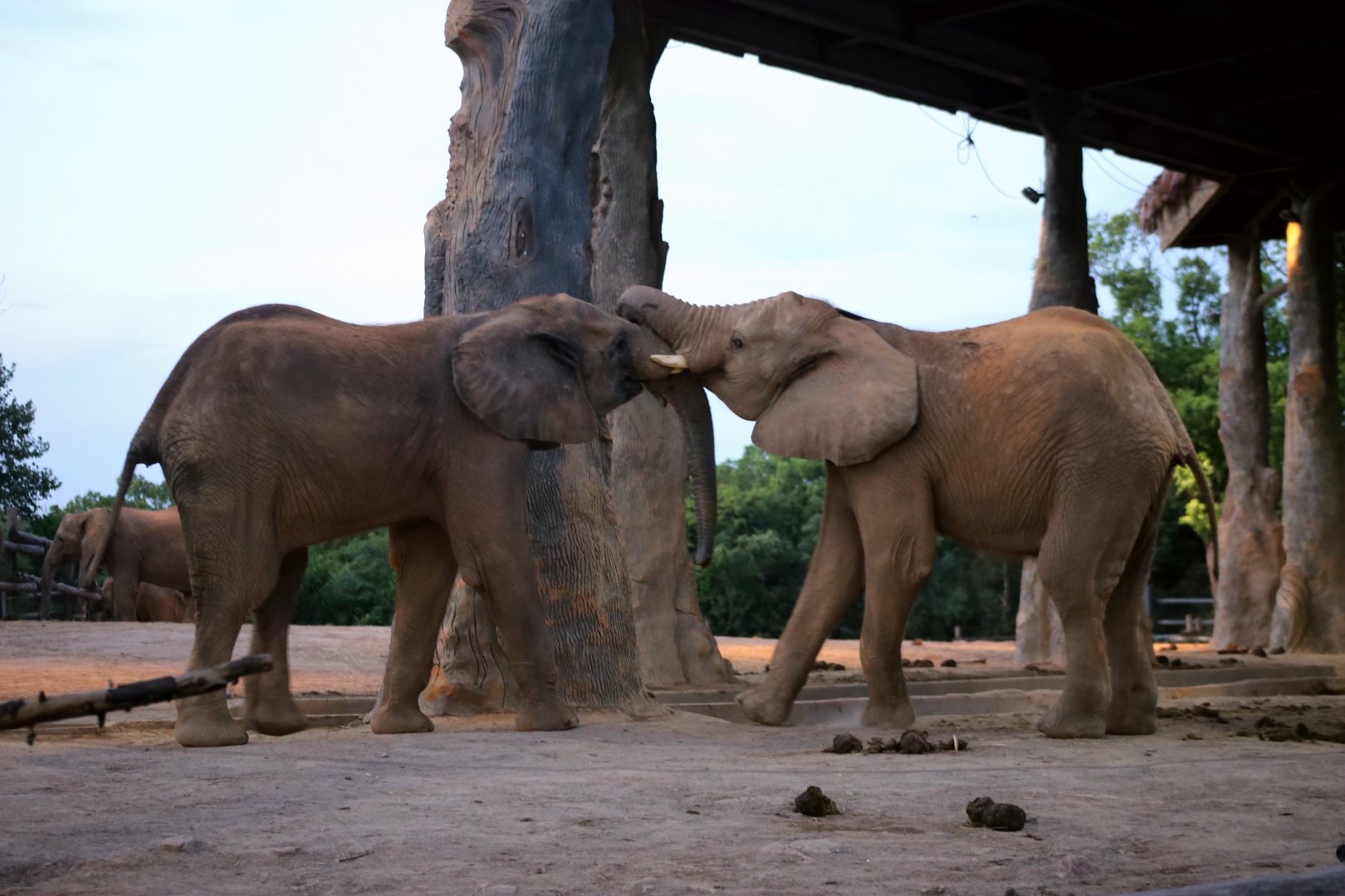 African Elephants Playing