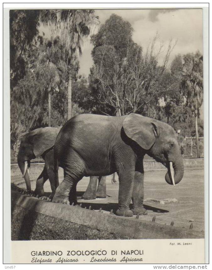 African Elephants Postcard