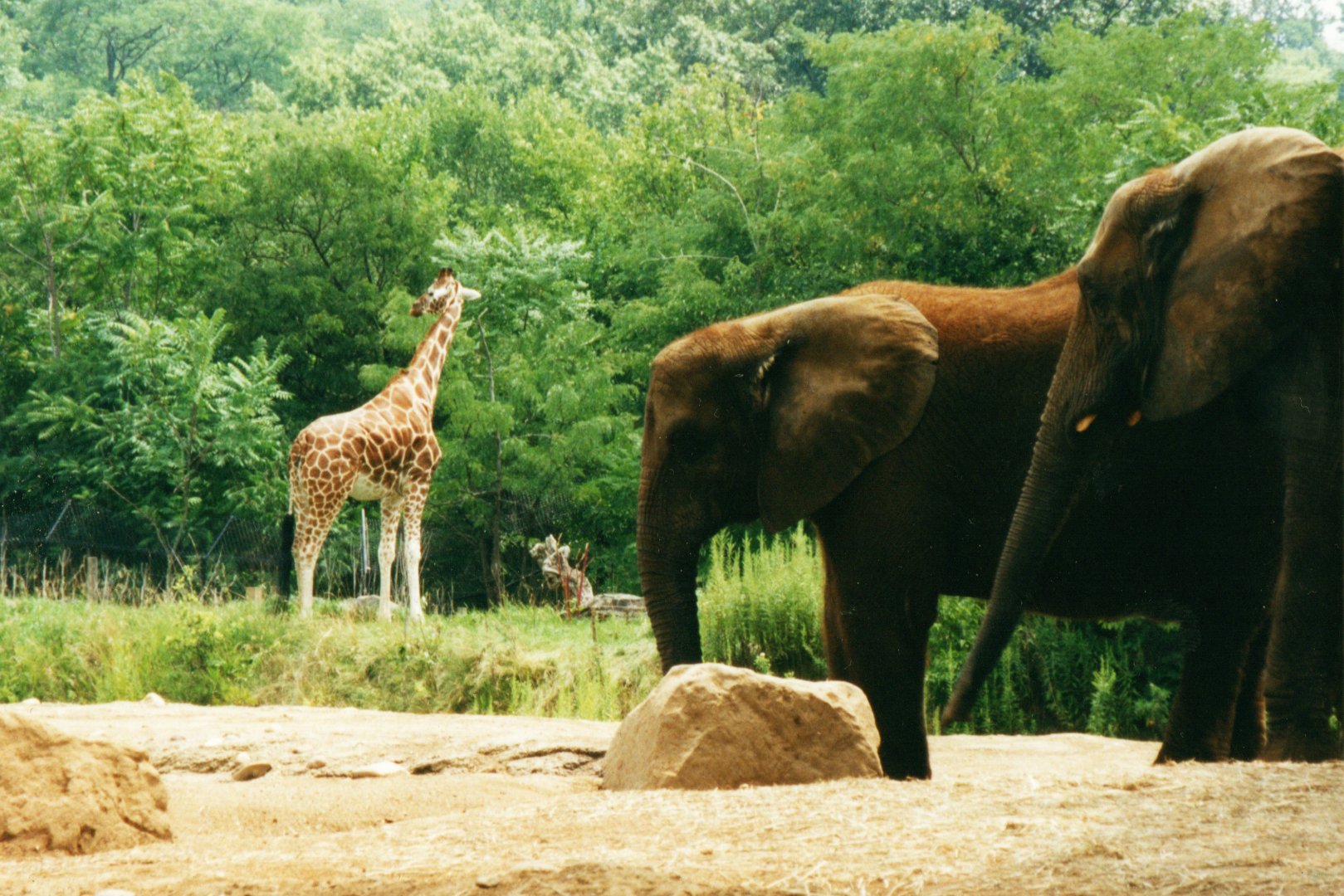 African Elephants & Reticulated Giraffe