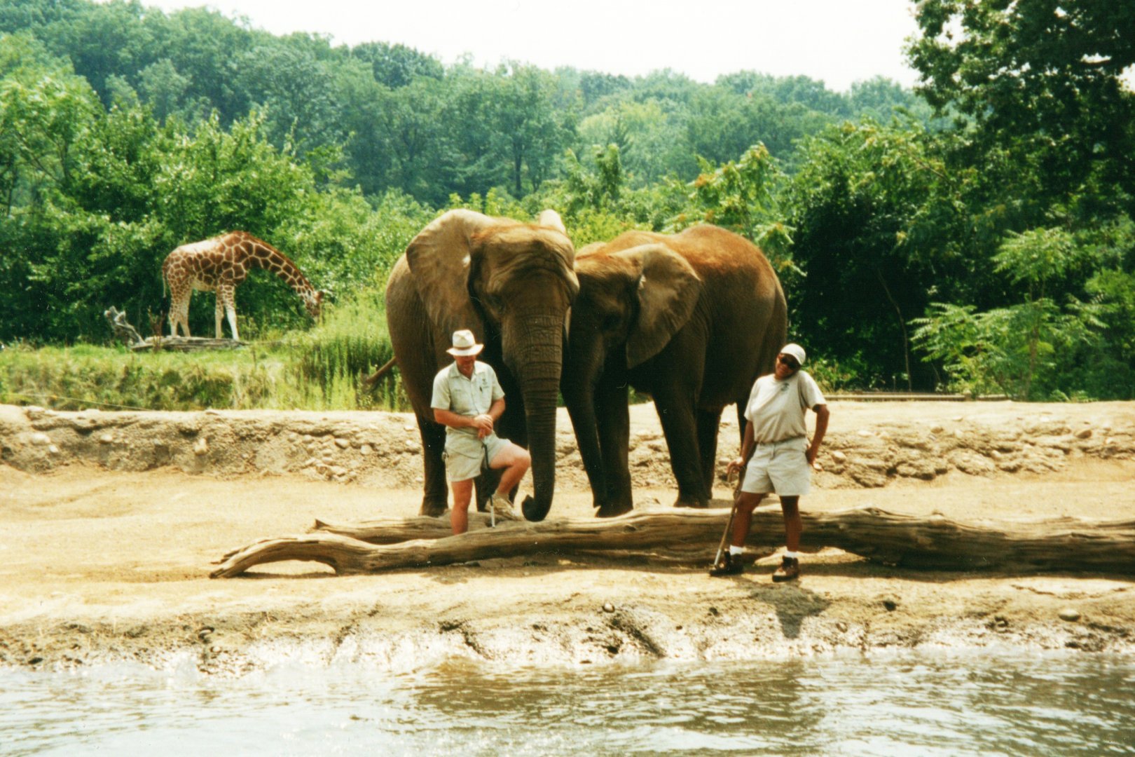 African Elephants & Reticulated Giraffe