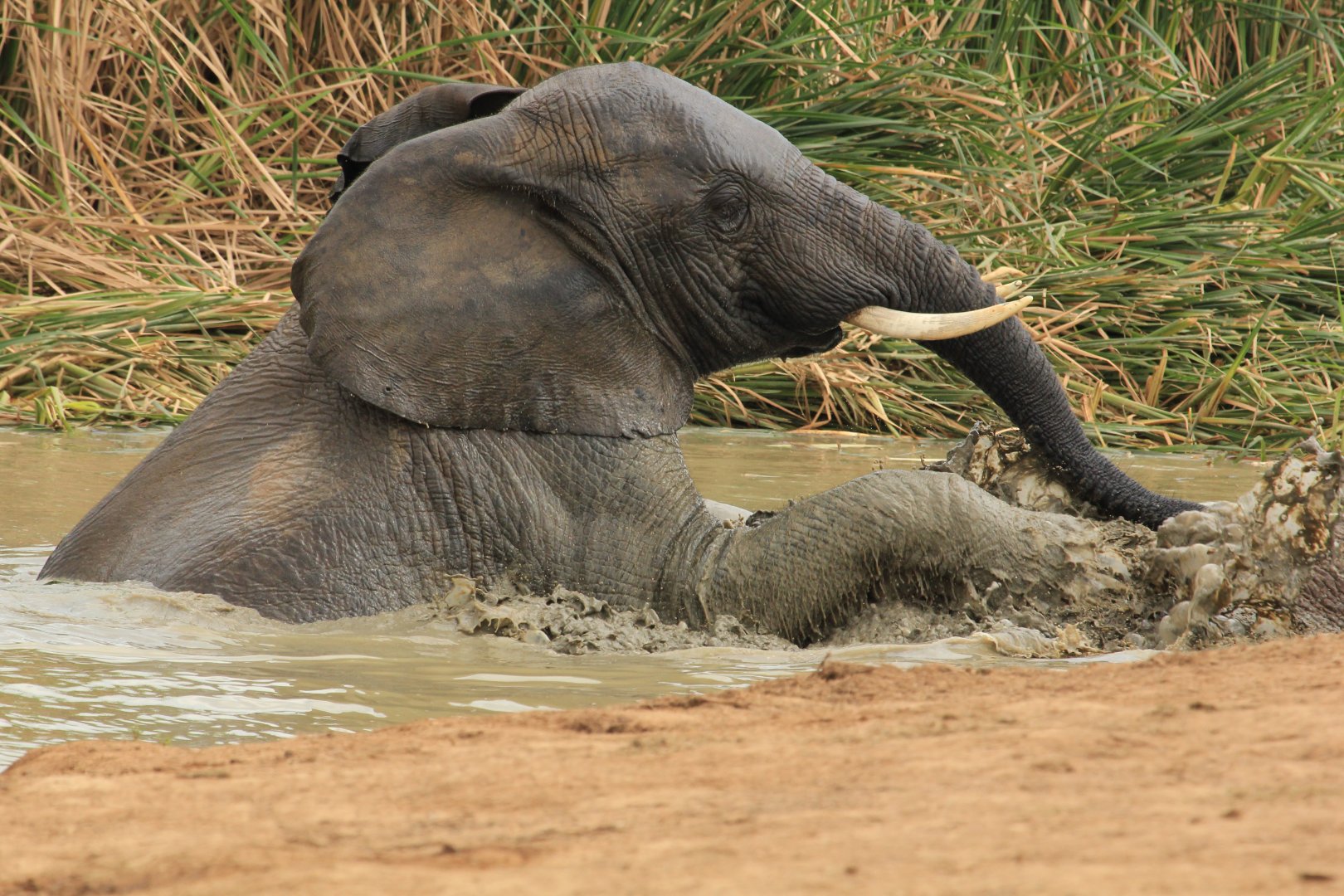 African elephants (September 2012)