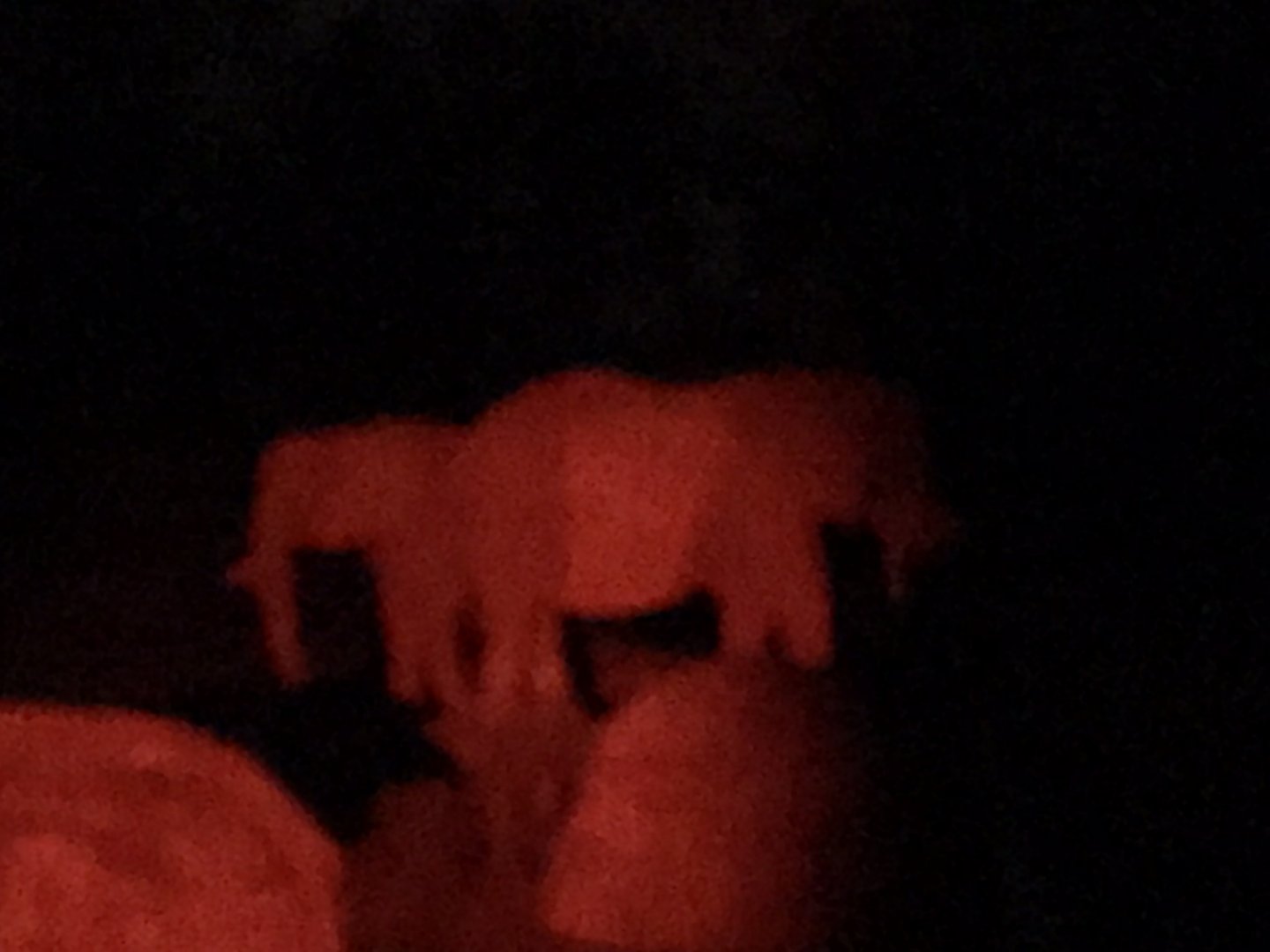 African Elephants standing guard over sleeping C'Sar