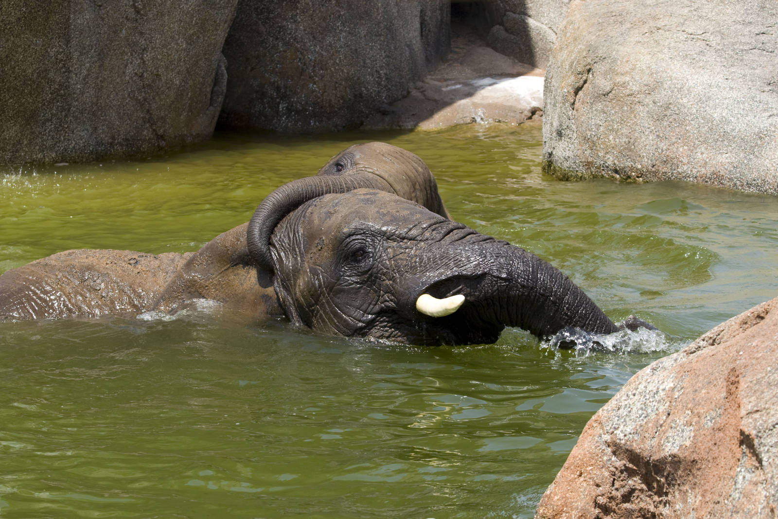 African Elephants taking a bath at Bioparc Valencia, Spain