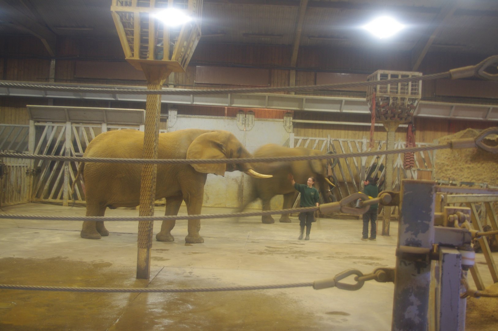 African Elephants Tanya and Opal- Colchester Zoo 25/2/2022