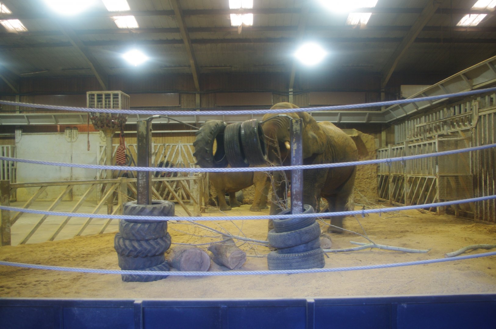 African Elephants Tanya and Opal- Colchester Zoo 25/2/2022