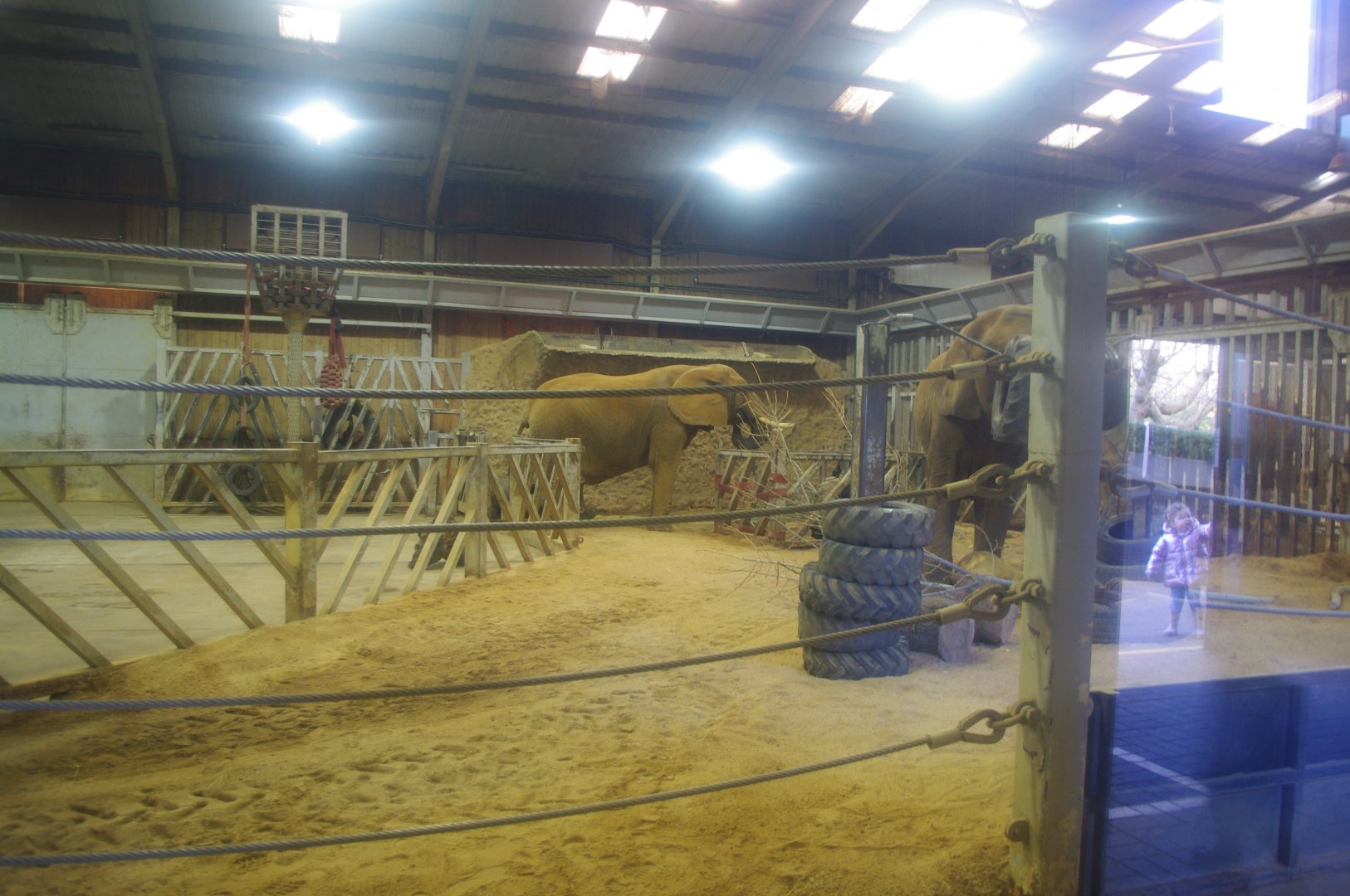 African Elephants Tanya and Opal- Colchester Zoo 25/2/2022