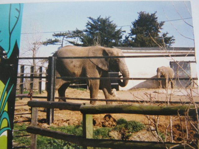 African Elephants "Tanya" and "Zola". 12/3/90.