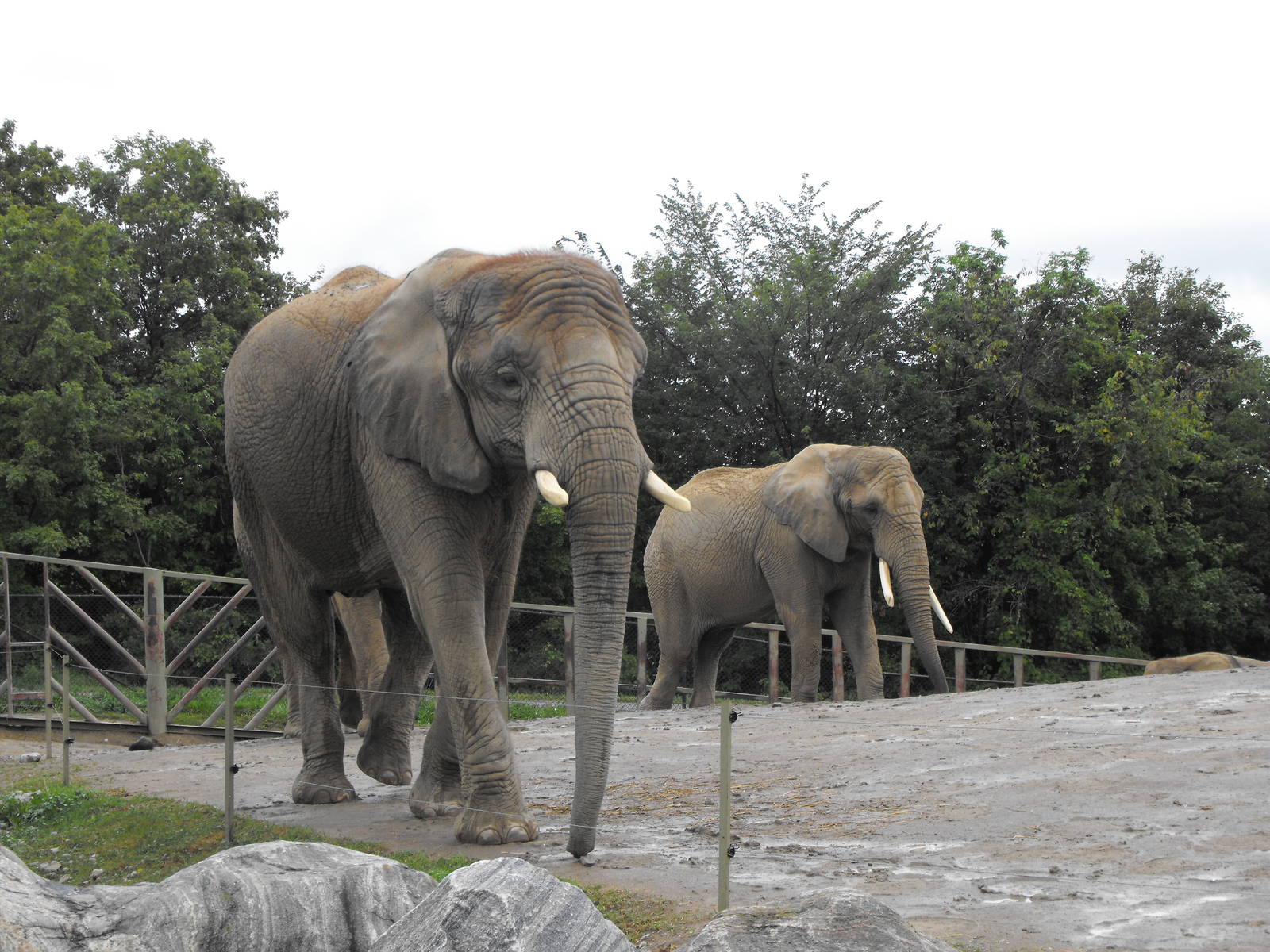 African Elephants - Toronto Zoo
