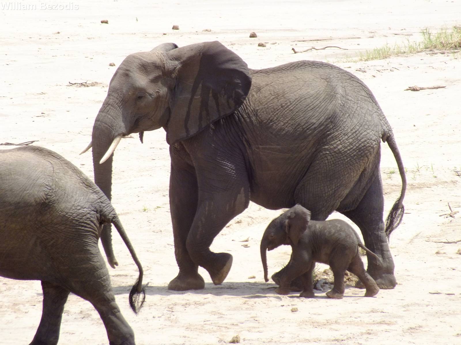 African Elephants with Calf