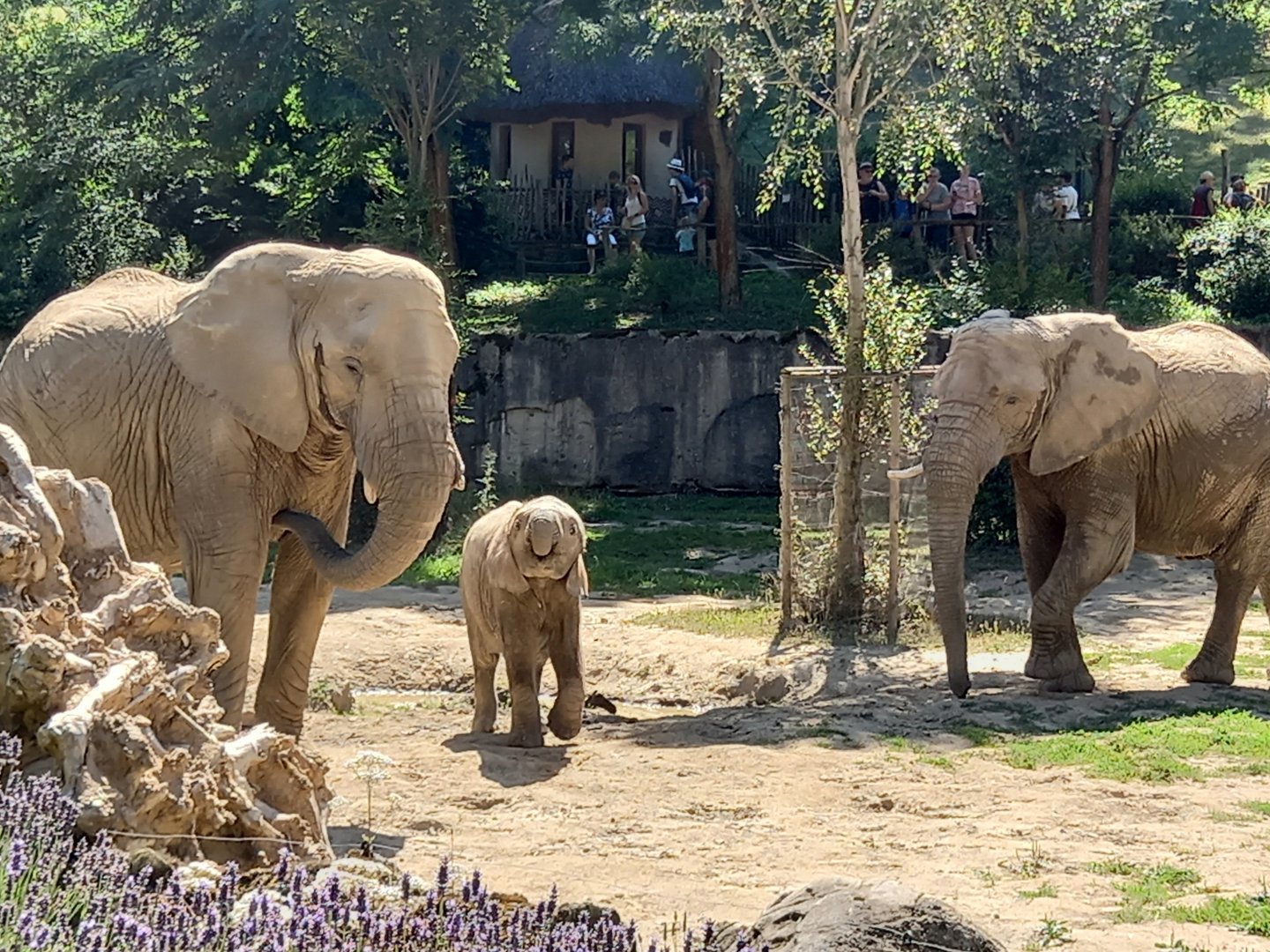 African elephants with calf