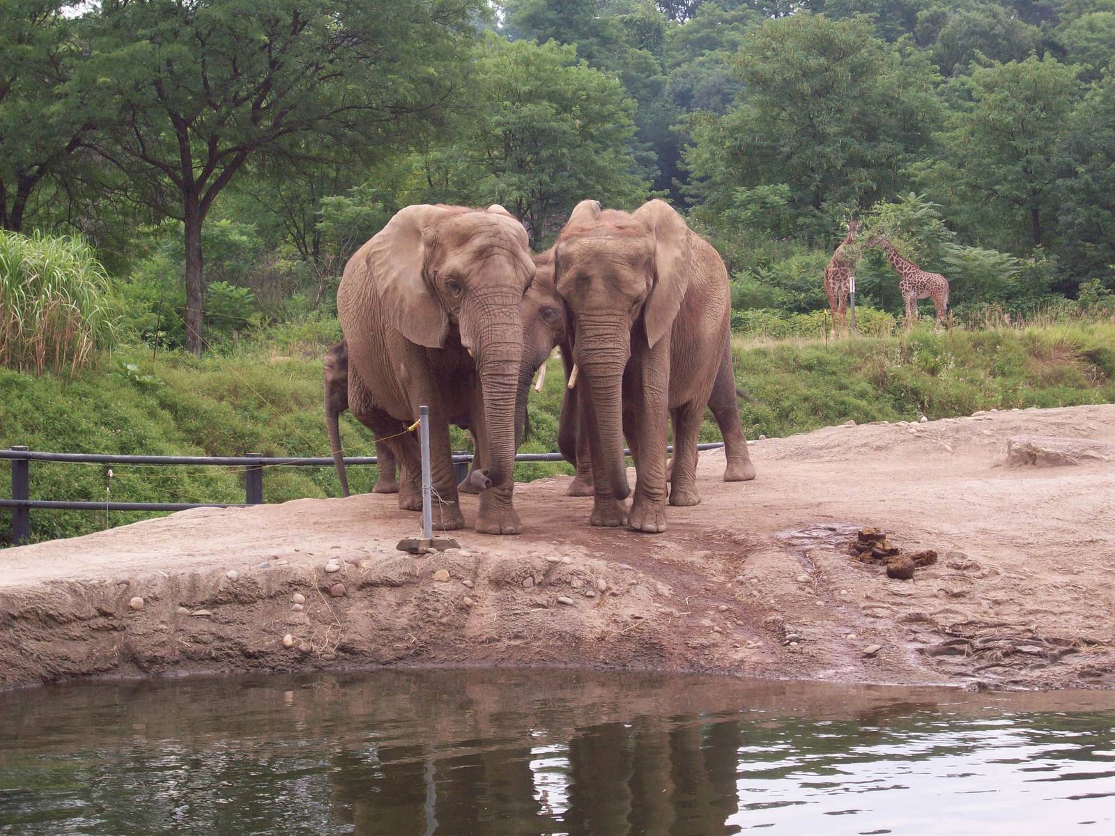 African Elephants with Masai Giraffes in the Background