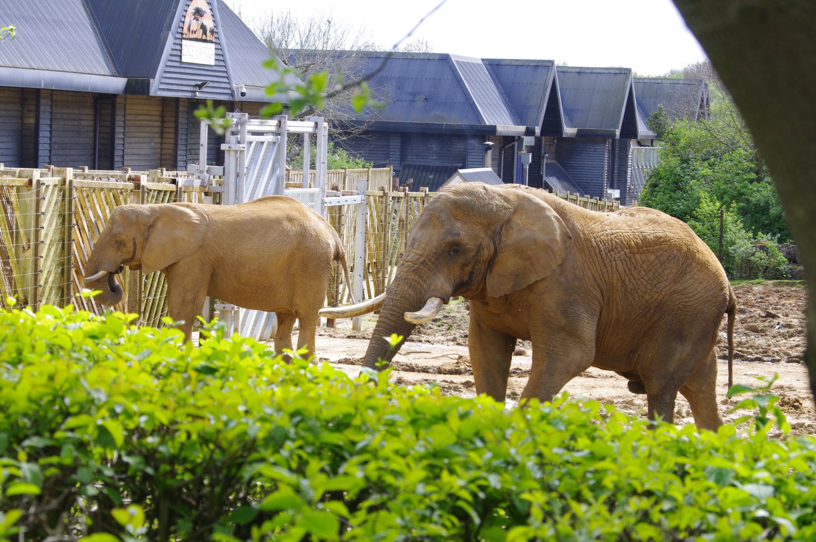 African Elephants- Zola and Tembo- 11/4/2024