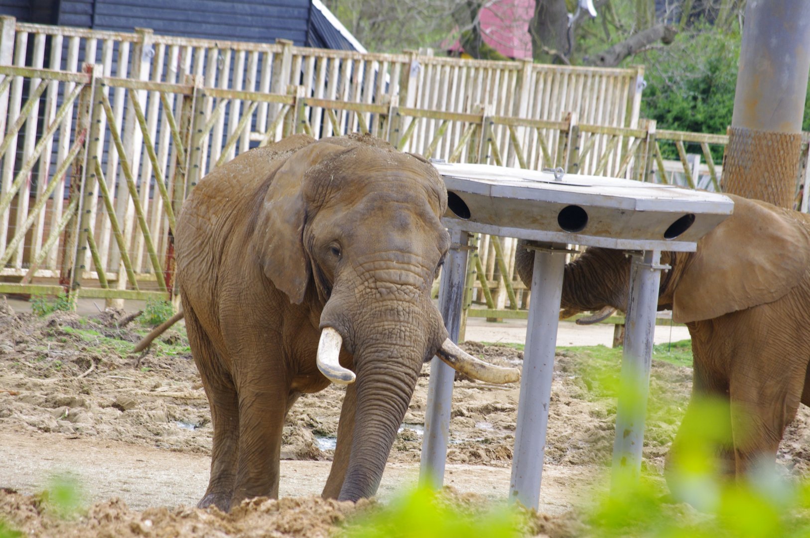 African Elephants- Zola and Tembo- 11/4/2024