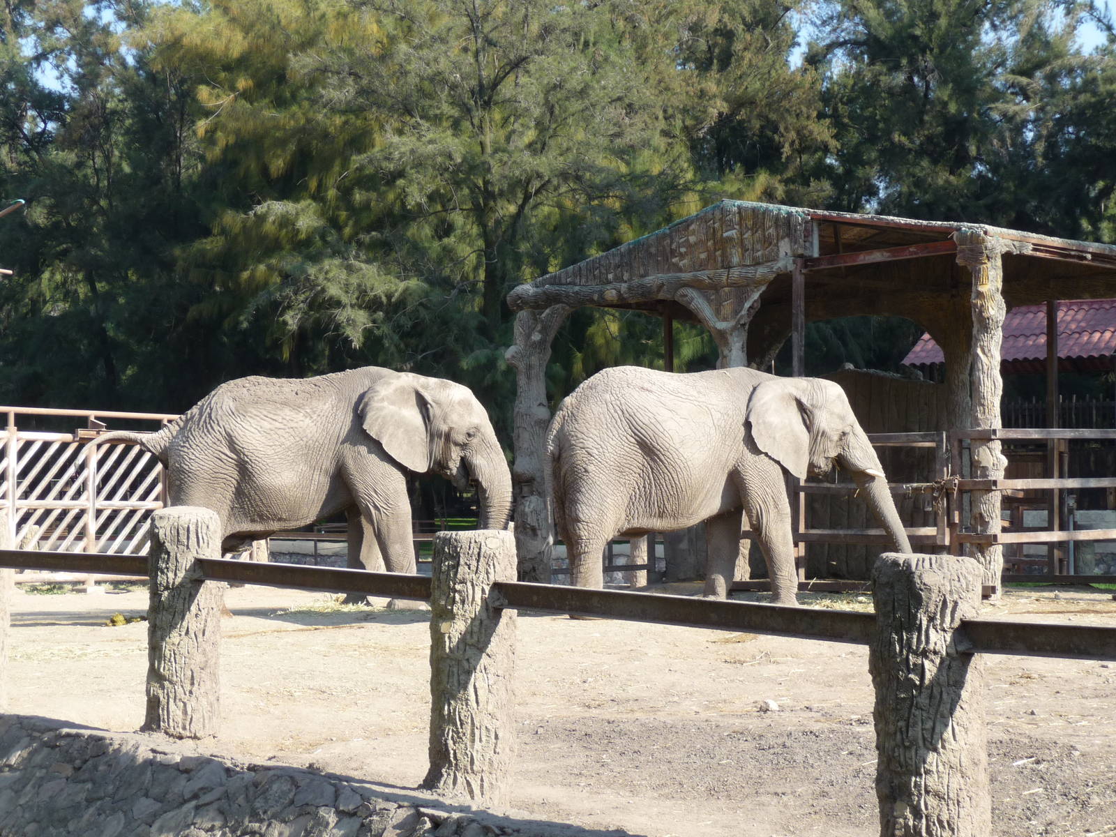 african elephants zooleon