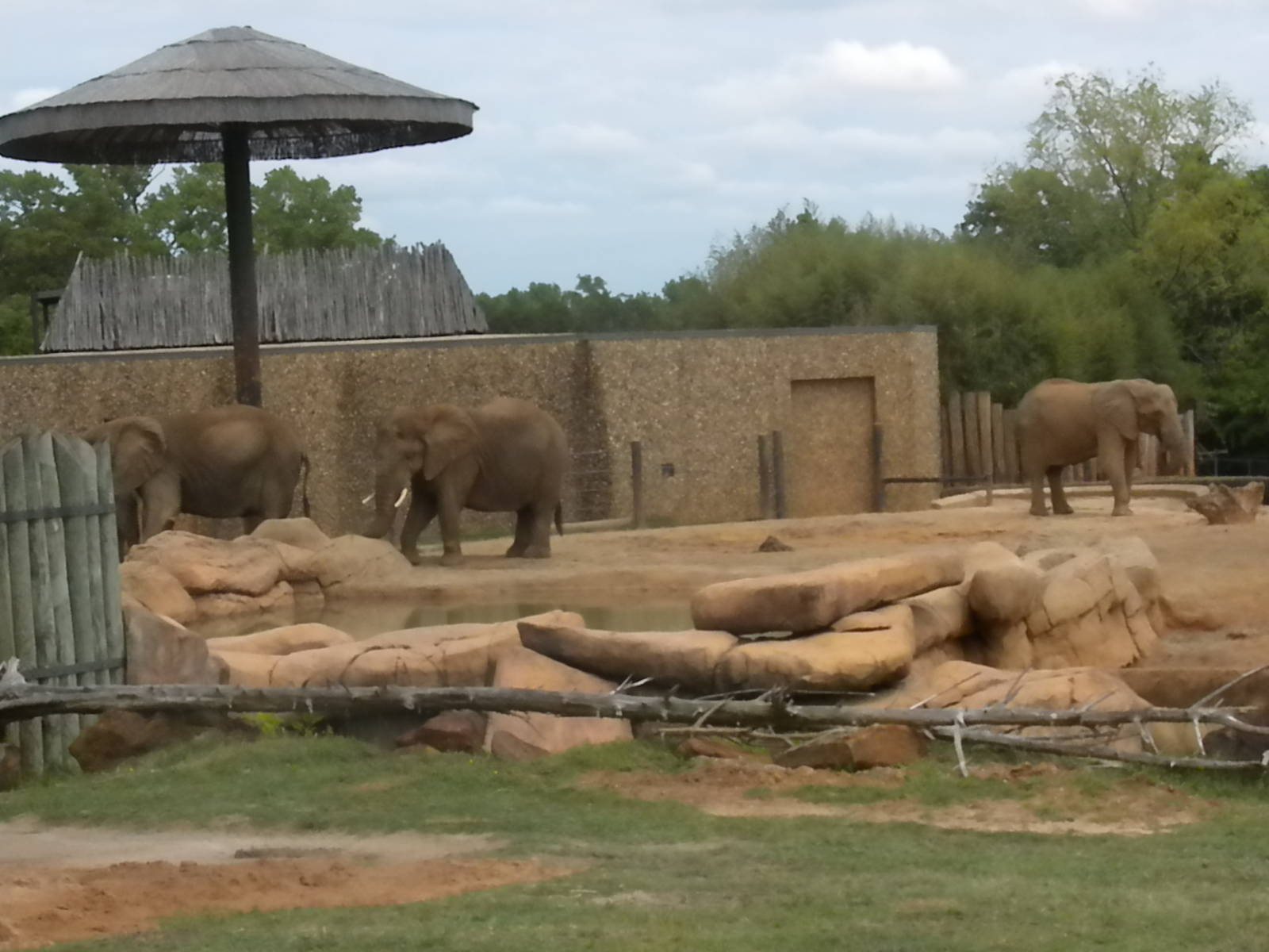 African Elephants