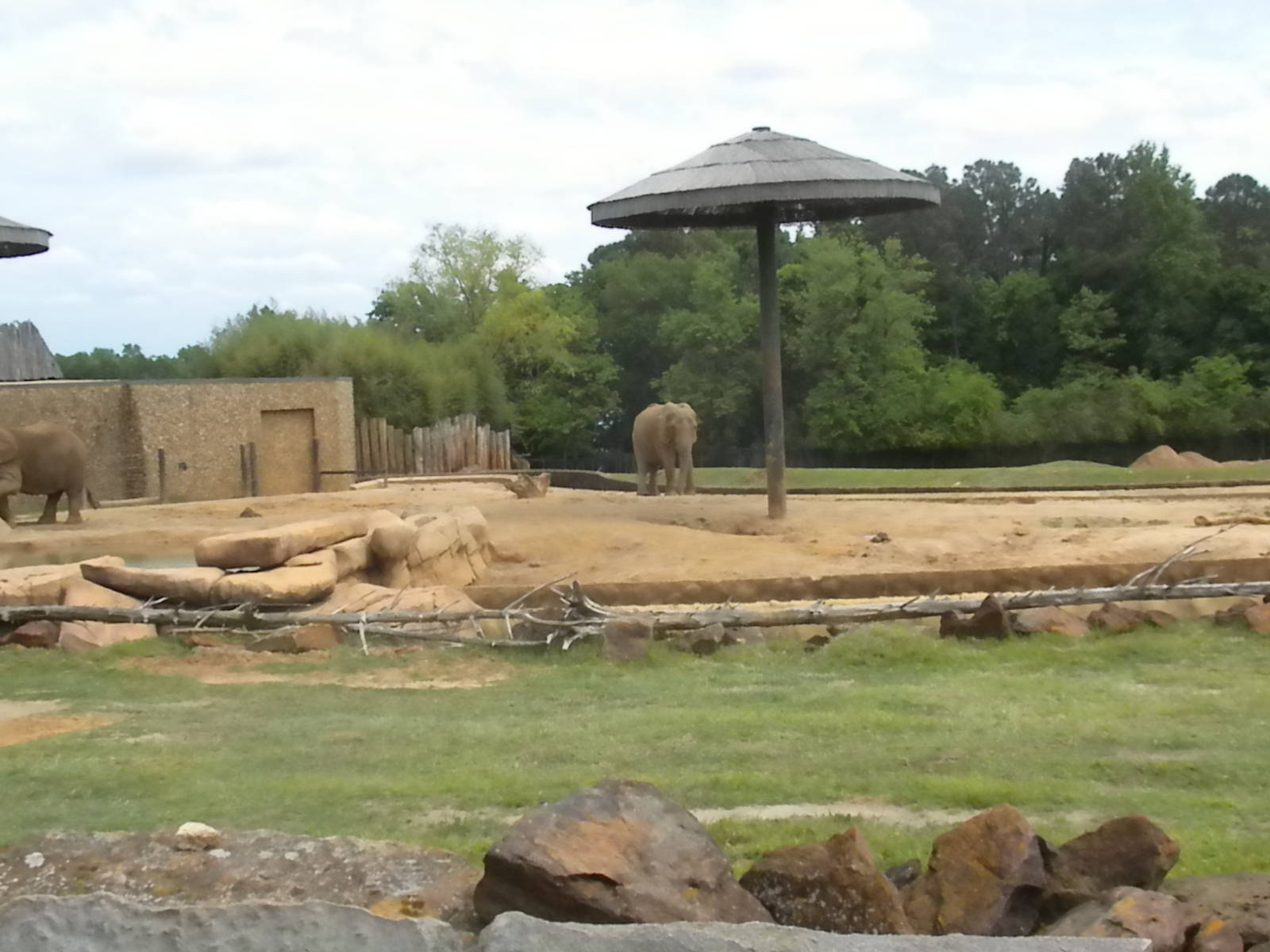 African Elephants