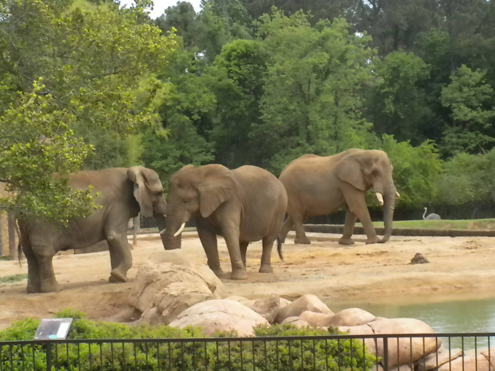 African Elephants