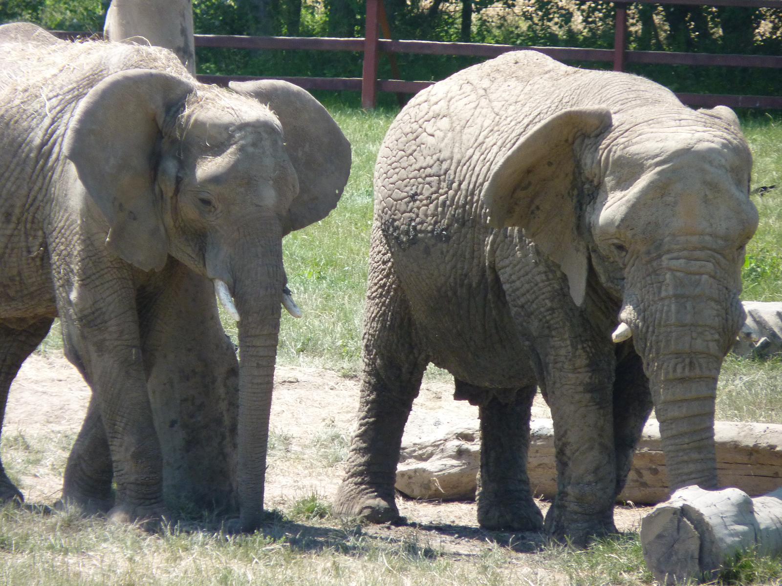 African Elephants