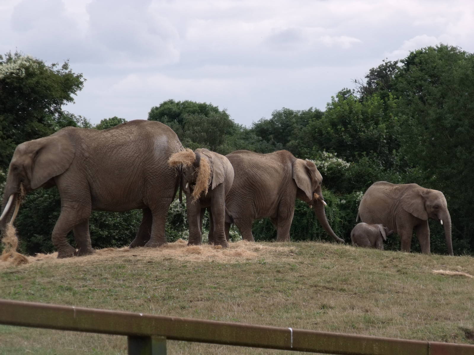 African Elephants
