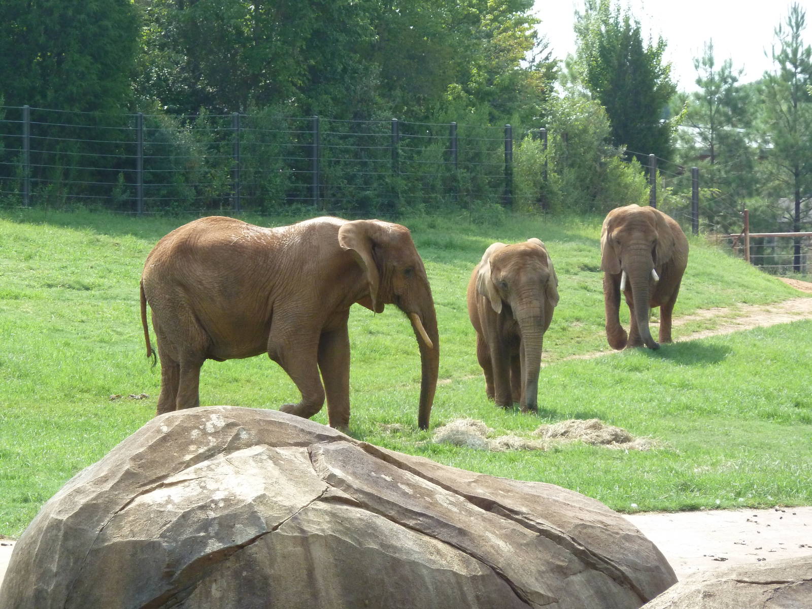 African Elephants