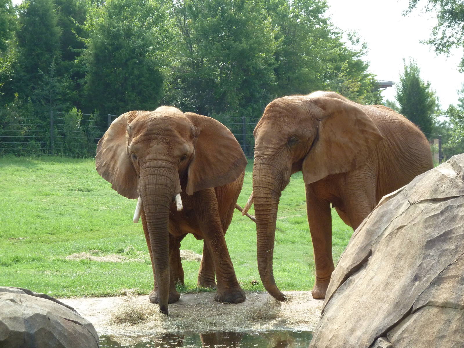 African Elephants