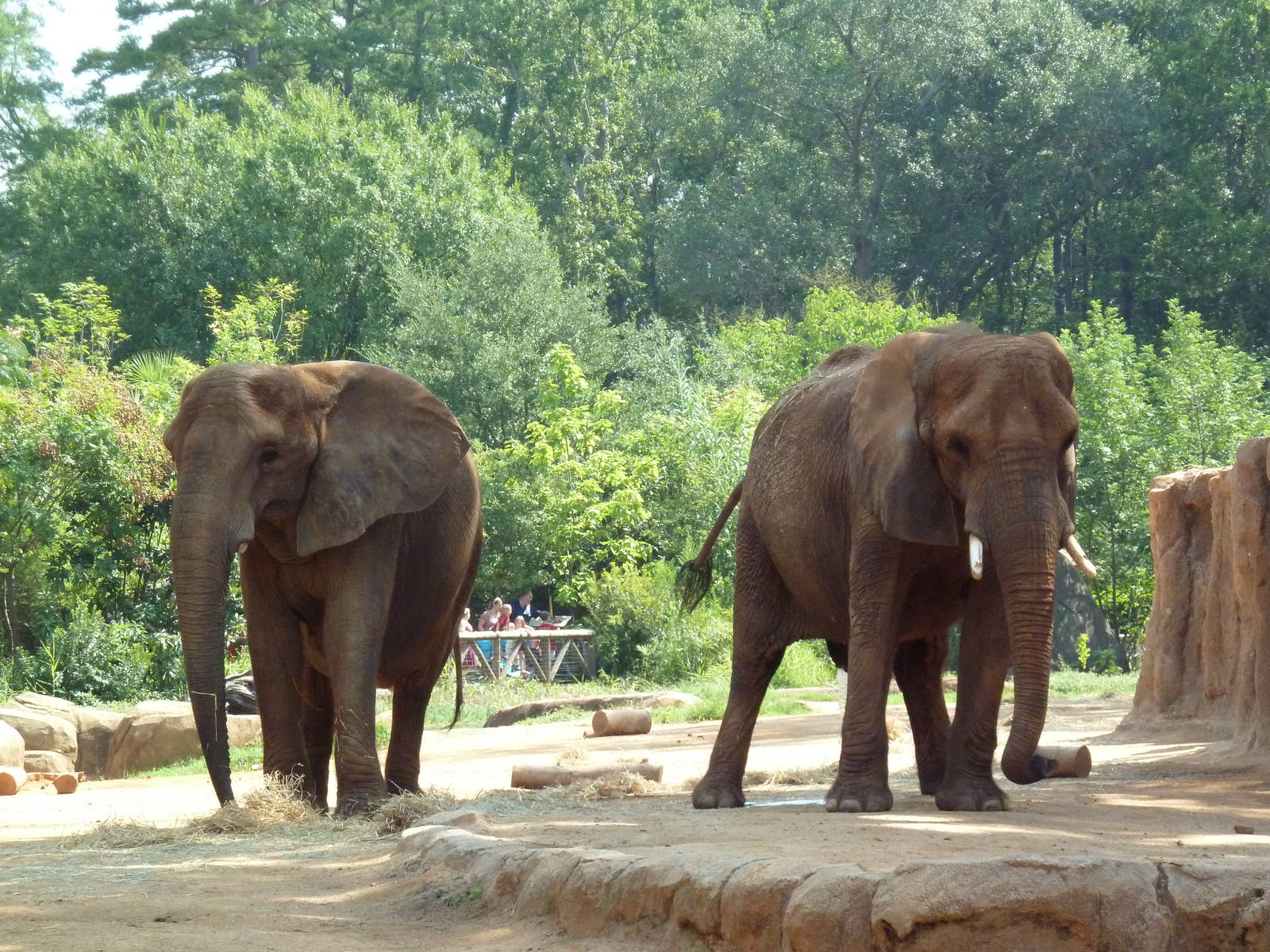 African Elephants