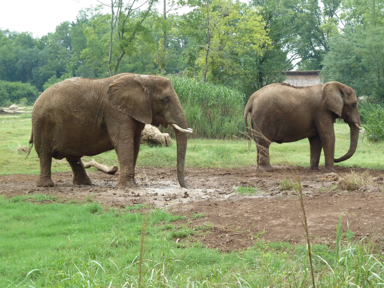 African Elephants