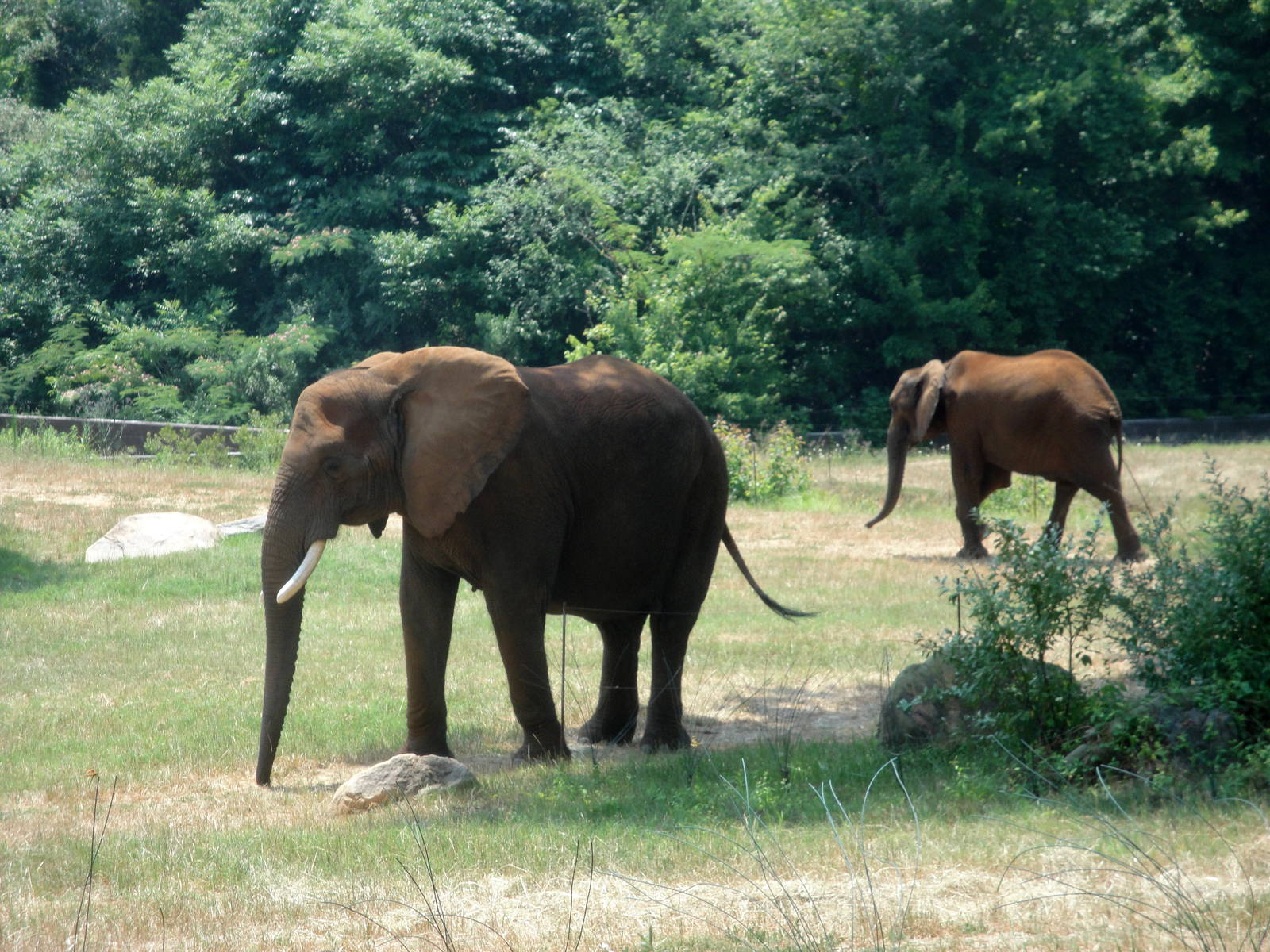 African Elephants
