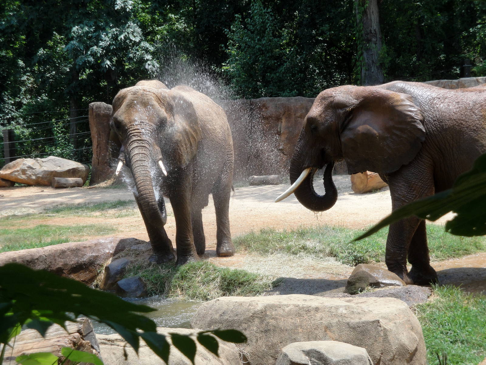 African Elephants