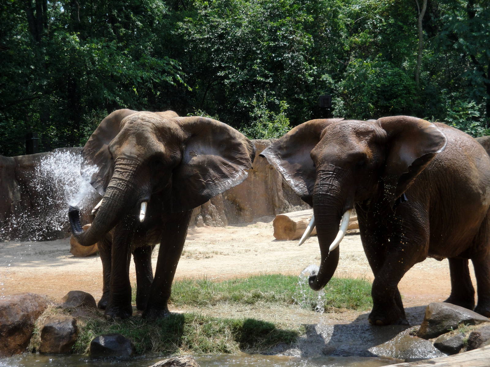 African Elephants