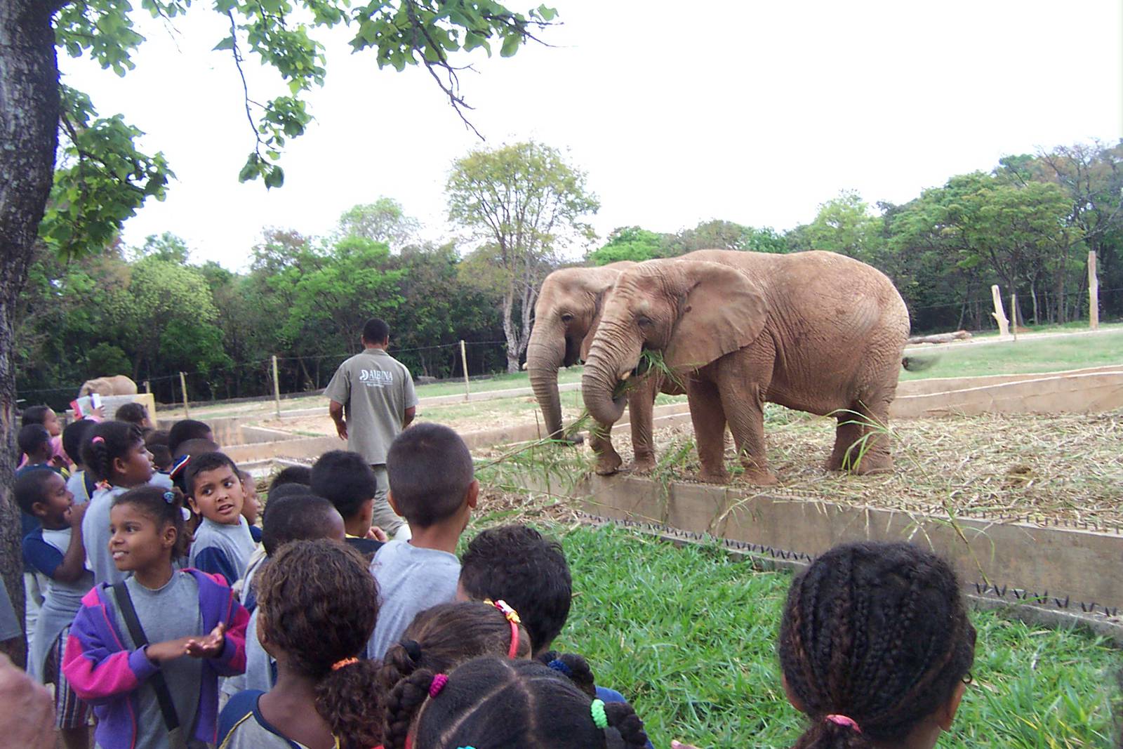 African Elephants