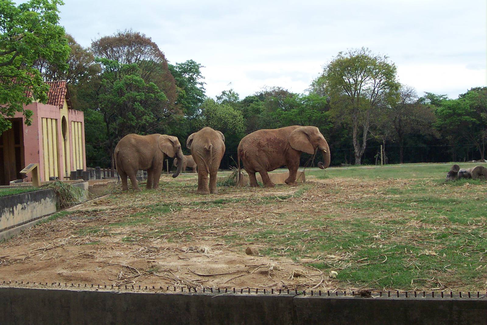 African Elephants
