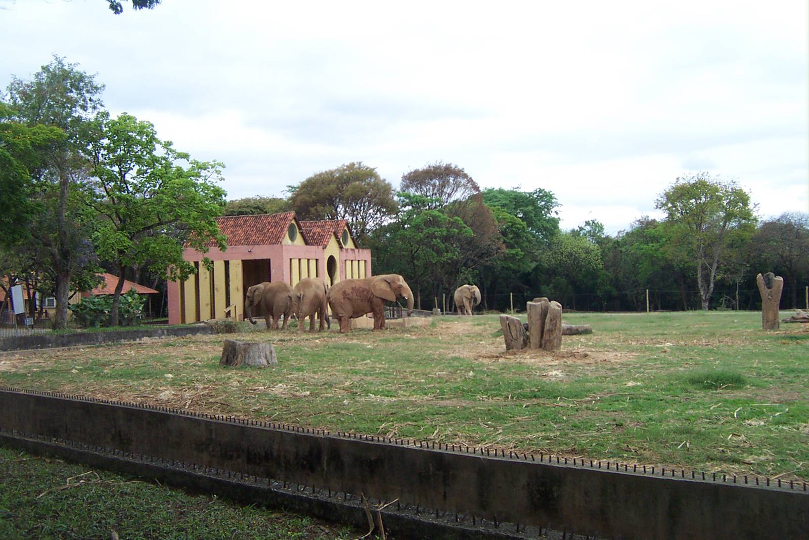 African Elephants