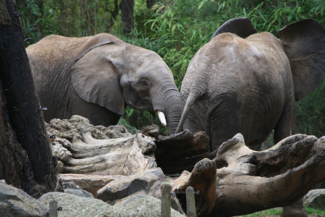 African Elephants
