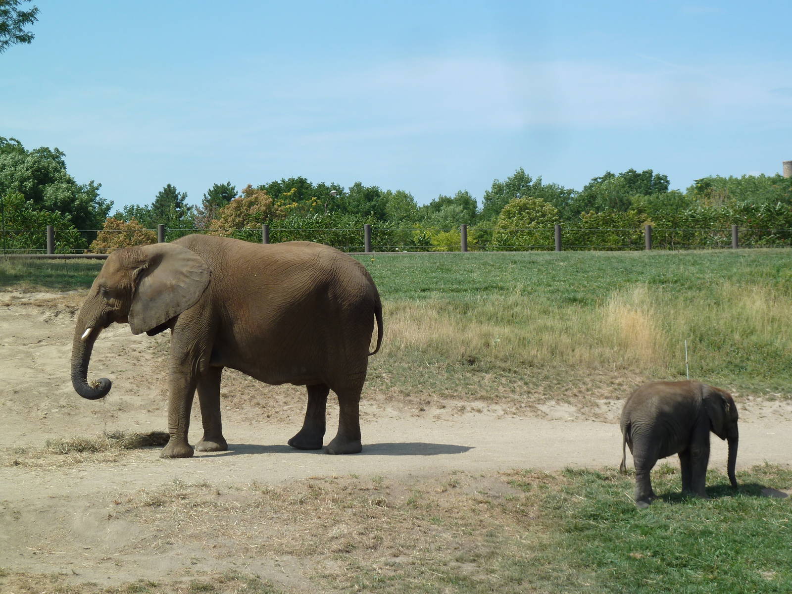 African Elephants