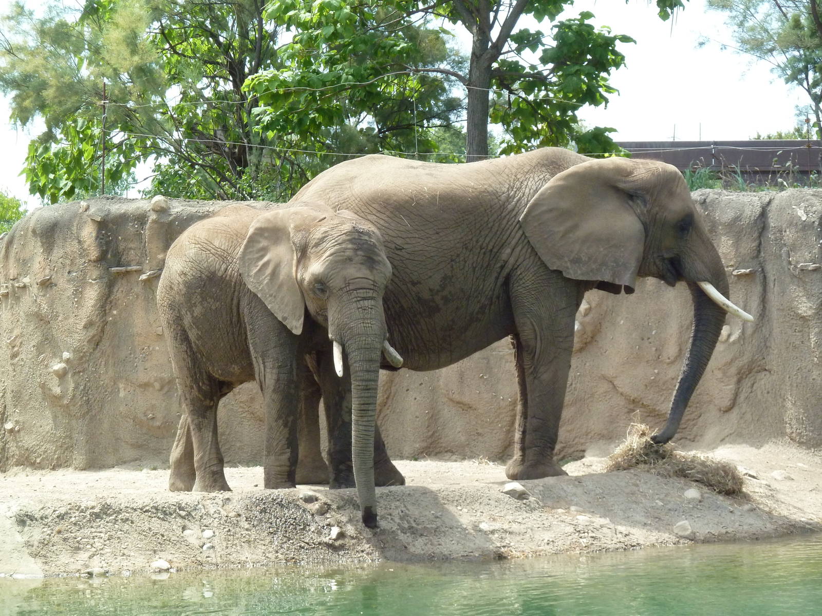 African Elephants