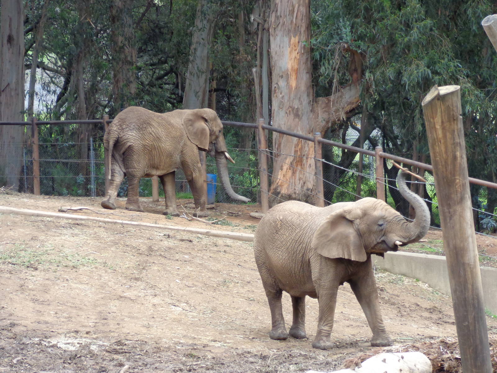 African Elephants