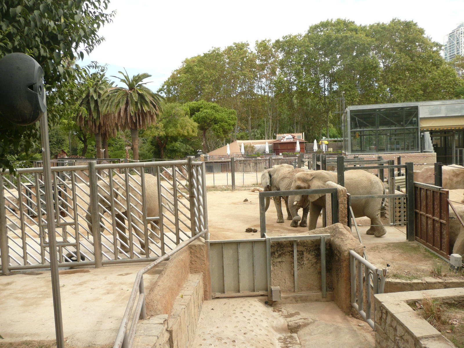 African elephants