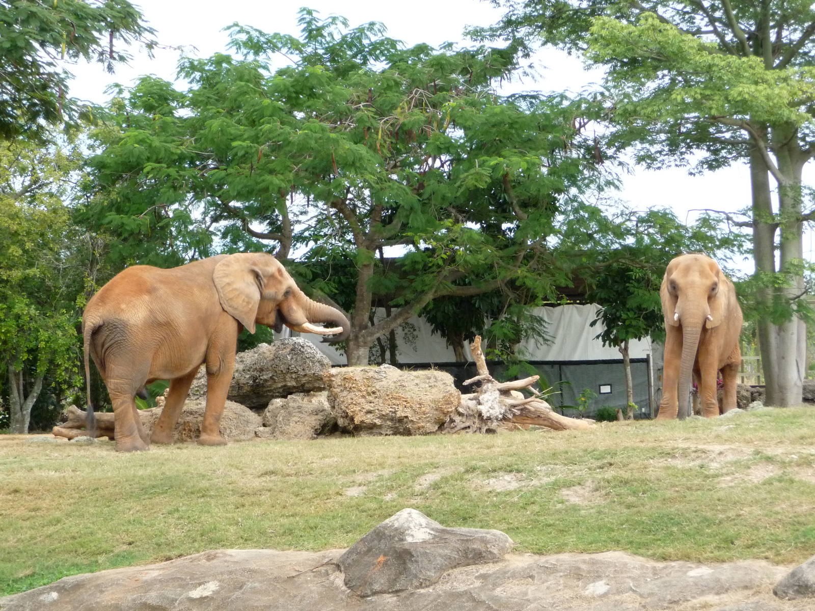 African Elephants