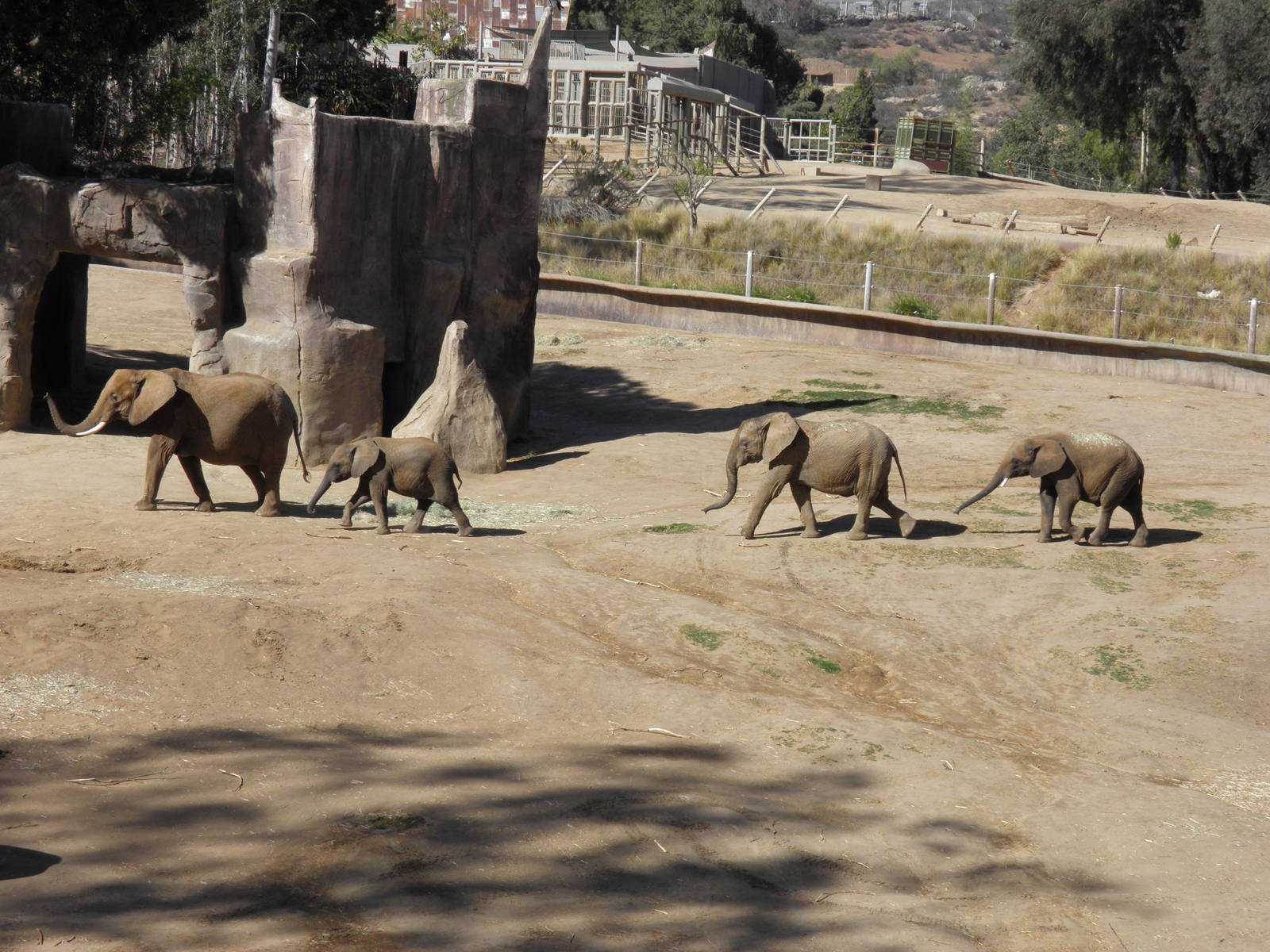 African Elephants
