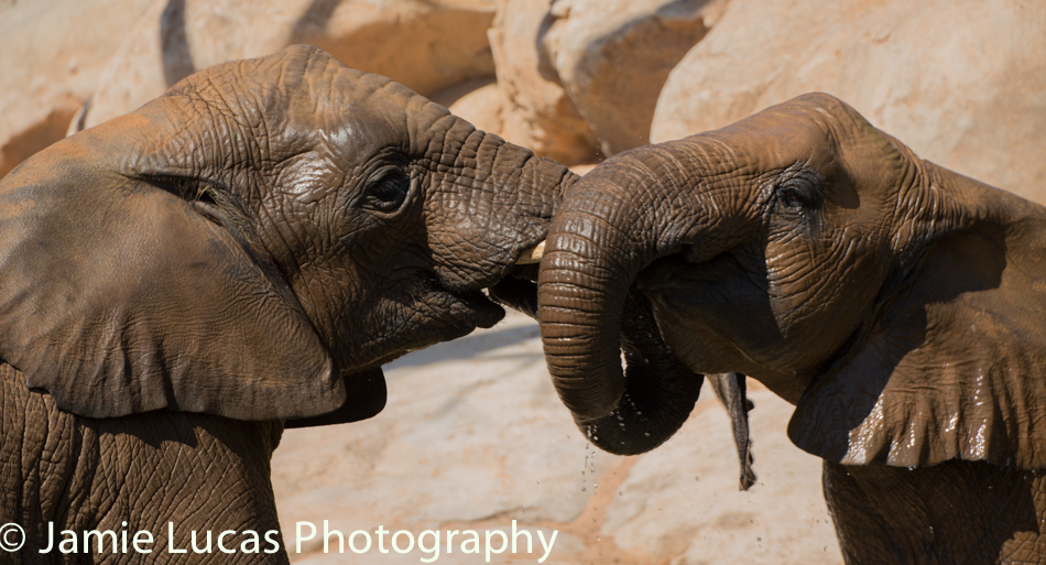 African Elephants