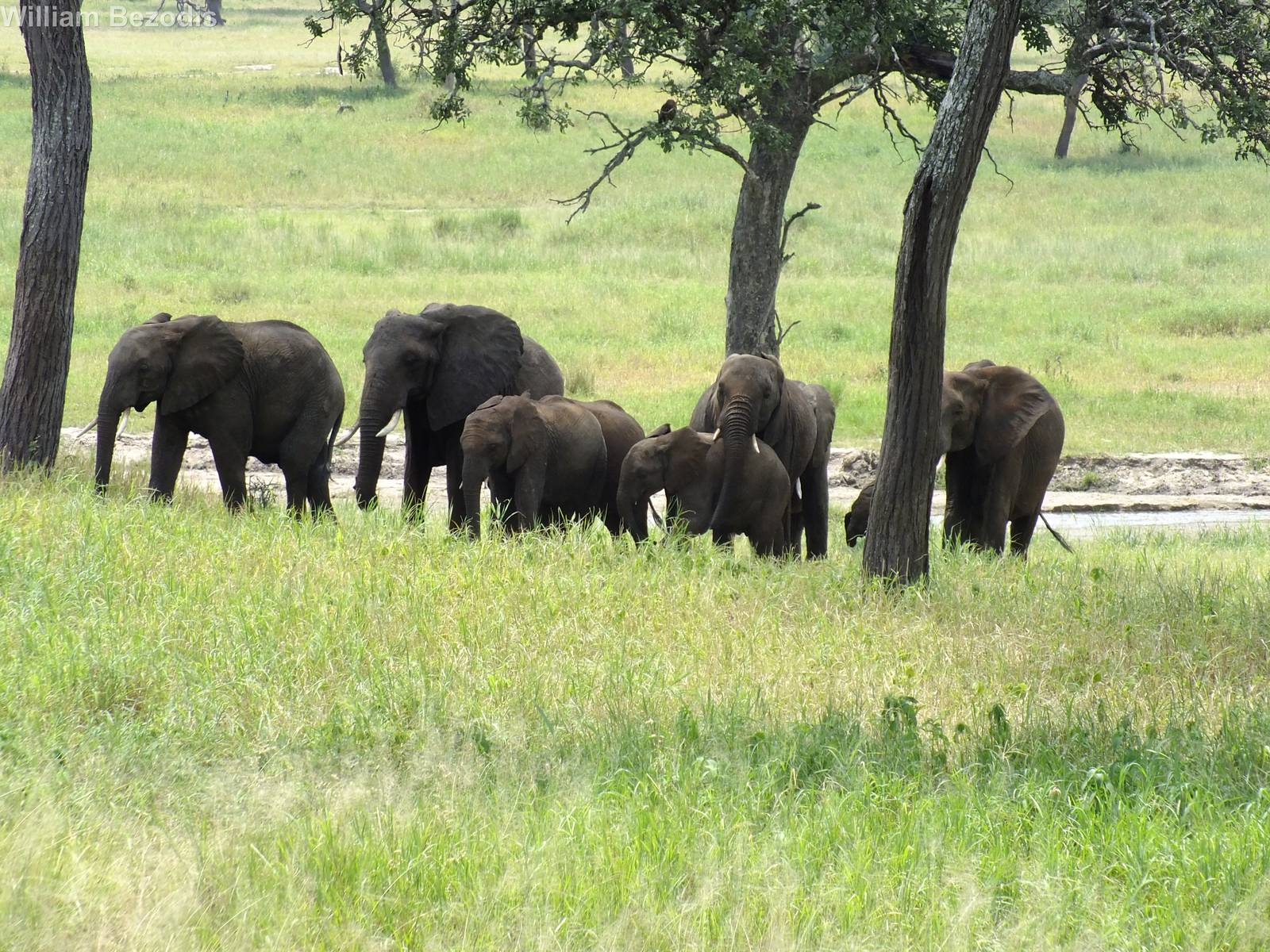 African Elephants