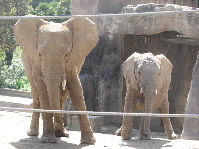 African elephants