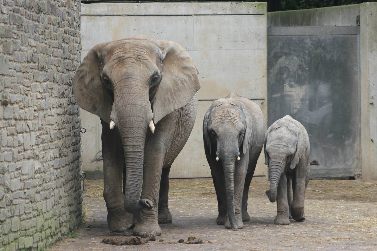 African elephants