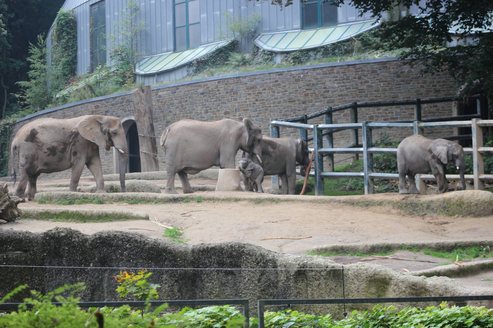 African elephants