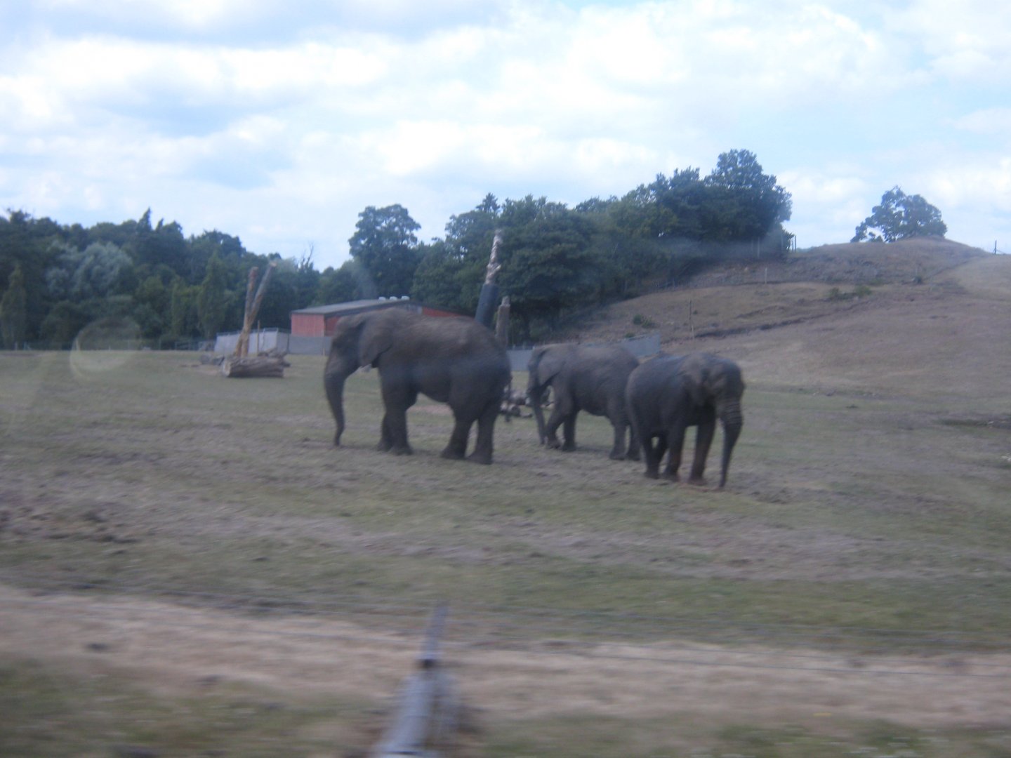 African Elephants