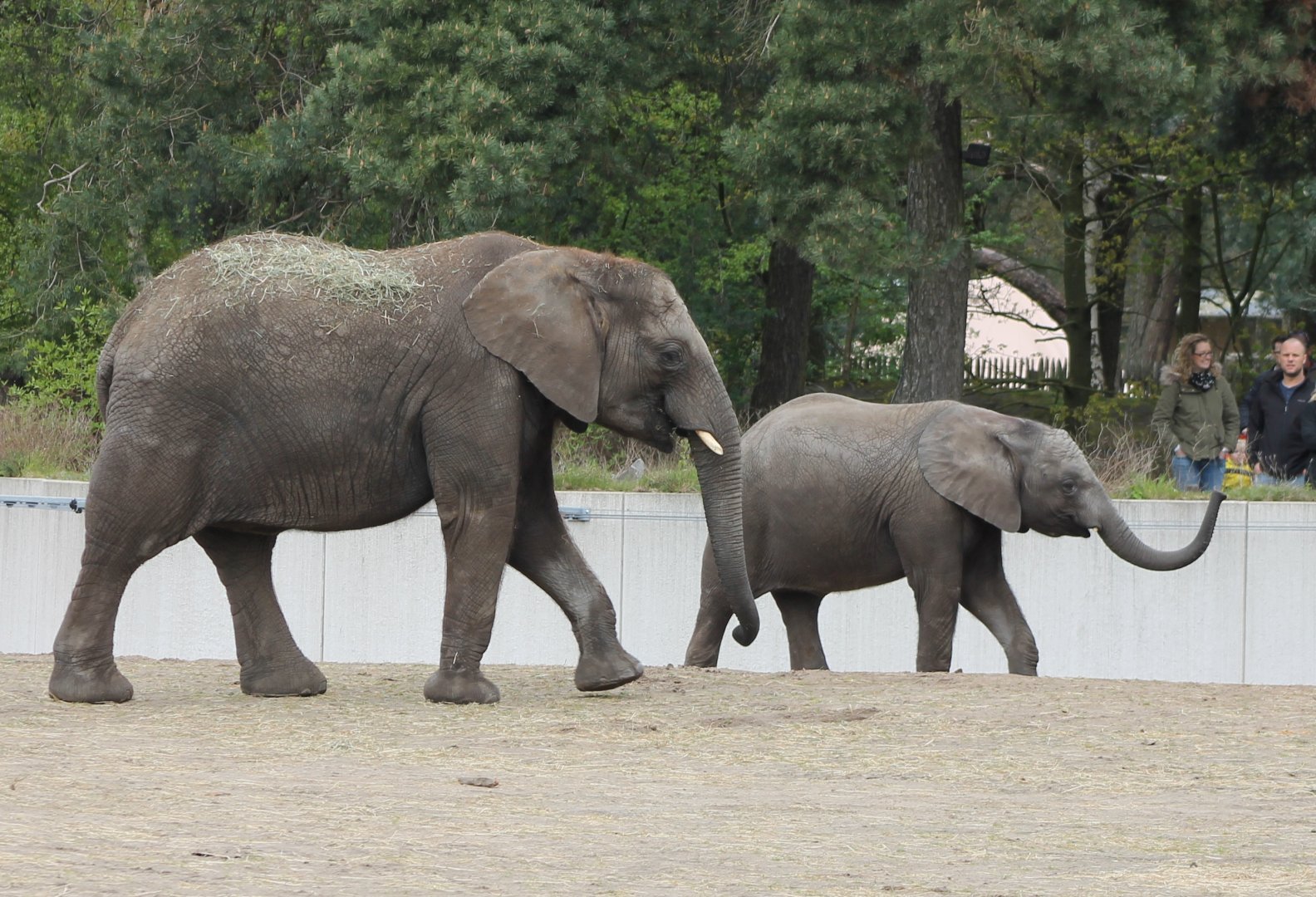 African elephants