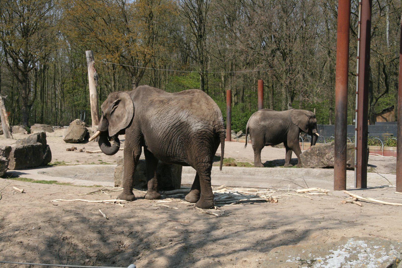 African elephants