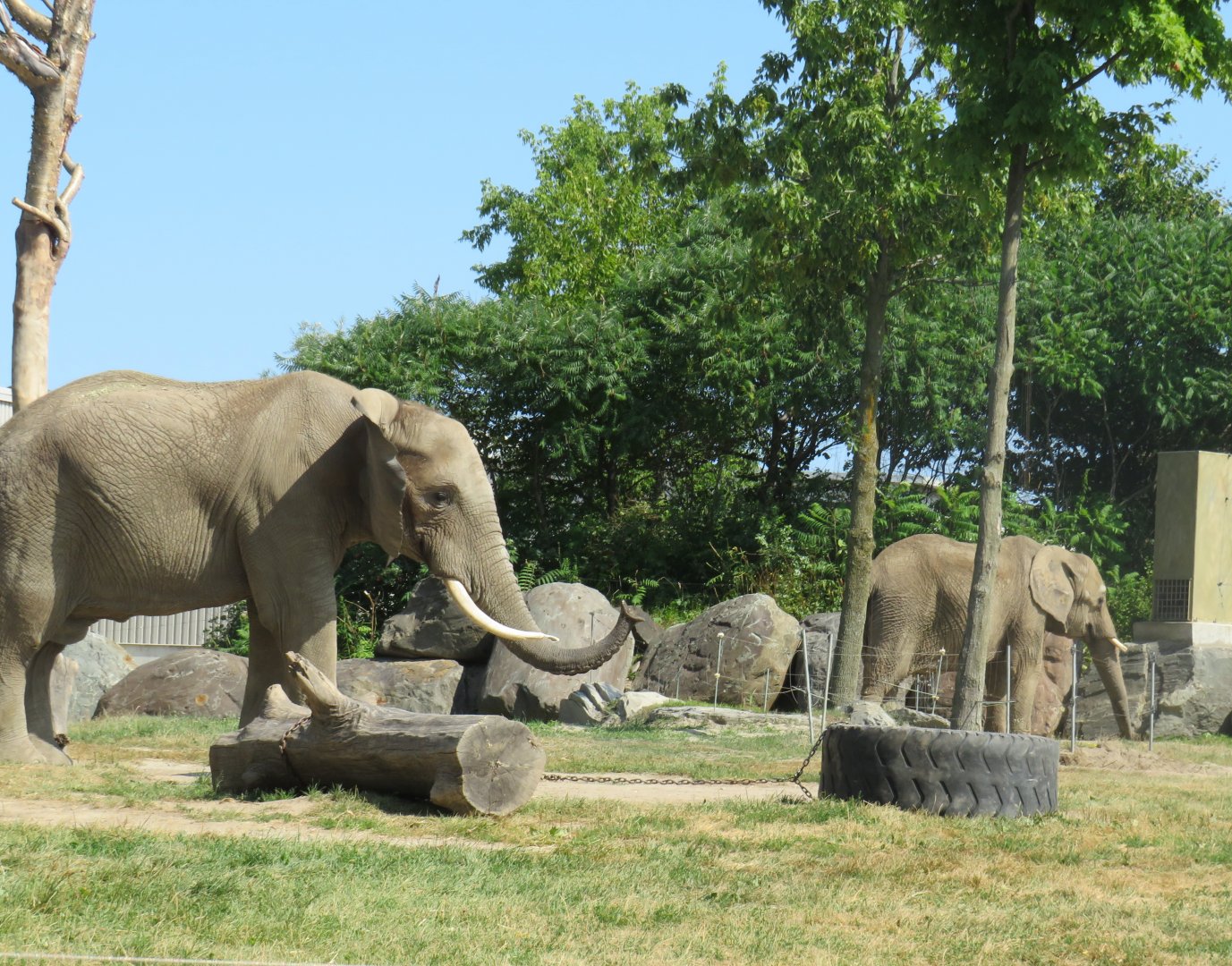 African elephants